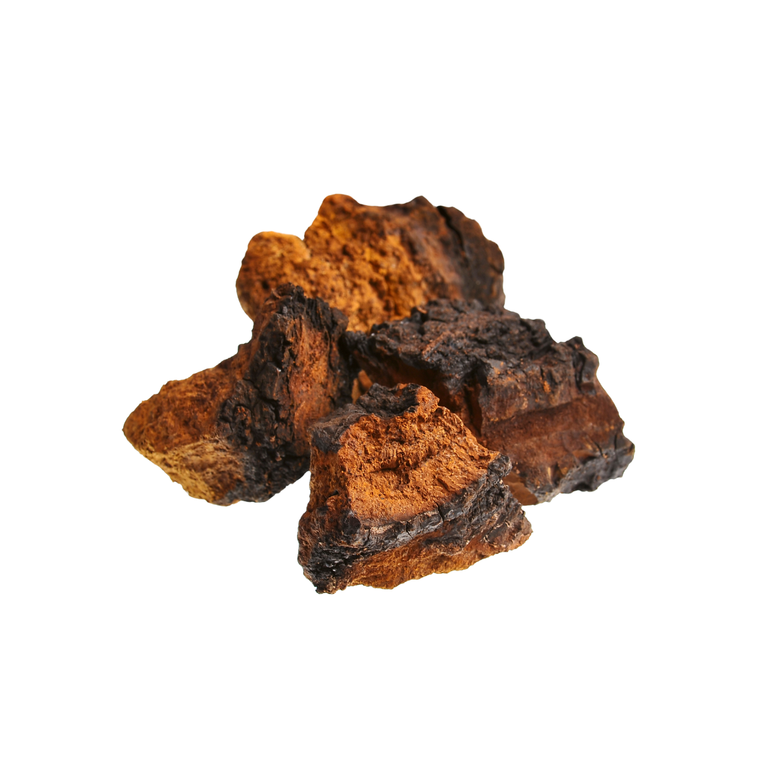 Chaga Mushroom Extract Powder