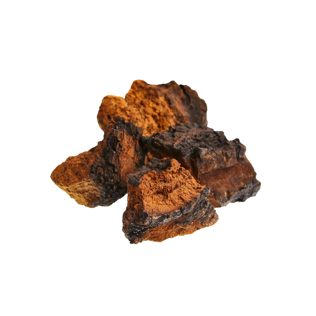 Chaga Concentrated Mushroom Extract Powder 9:1