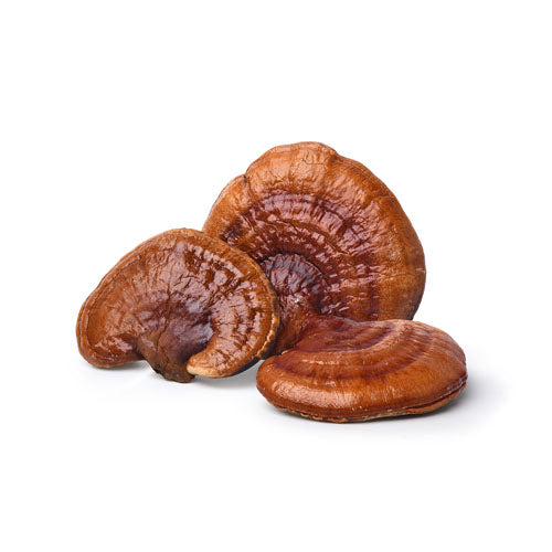 Reishi Spores – Broken Cell Concentrated Mushroom Extract Powder