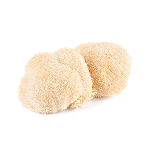 Lion's Mane Concentrated Mushroom Extract Powder 7:1