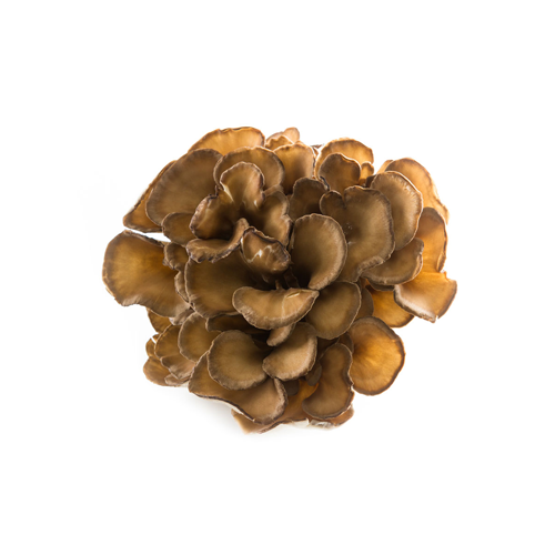 Maitake Mushroom Extract Powder