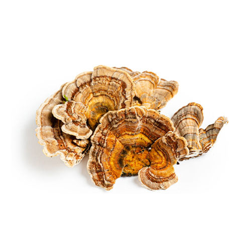 Turkey Tail Mushroom Extract Powder