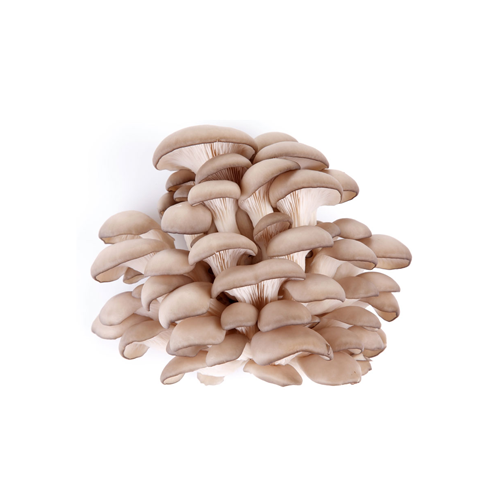 Oyster Mushroom Extract Powder